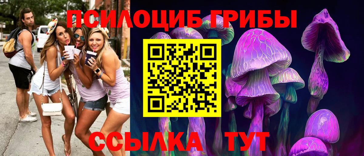 Галлюциногенные грибы Psilocybe Волхов